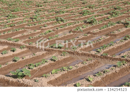 cucumber plant seedling on field cucumber plant seedling on field 134254523