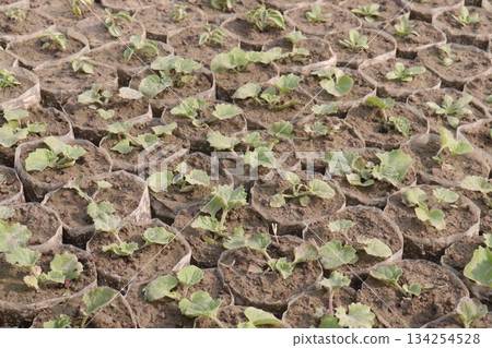 cucumber plant seedling on field cucumber plant seedling on field 134254528