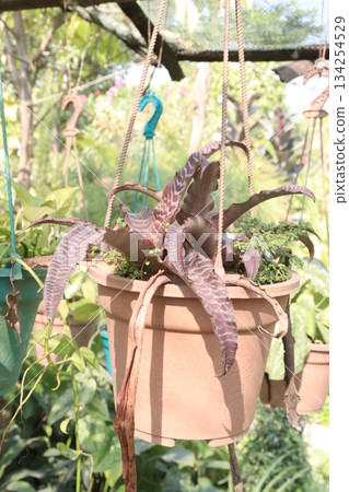cryptanthus zonatus leaf plant on farm cryptanthus zonatus leaf plant on farm 134254529