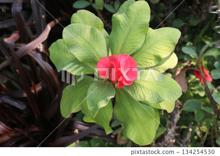 Crown of thorns flower plant on farm Crown of thorns flower plant on farm 134254530