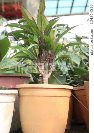Cordyline Fruticosa leaf plant on nursery 134254536