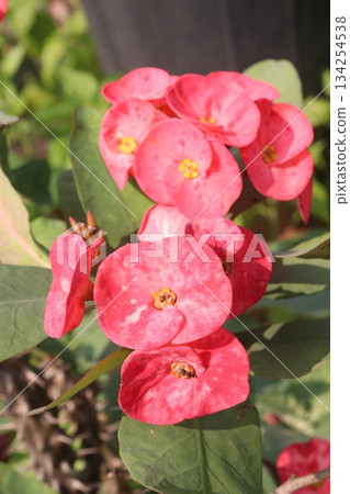 Crown of thorns flower plant on farm Crown of thorns flower plant on farm 134254538