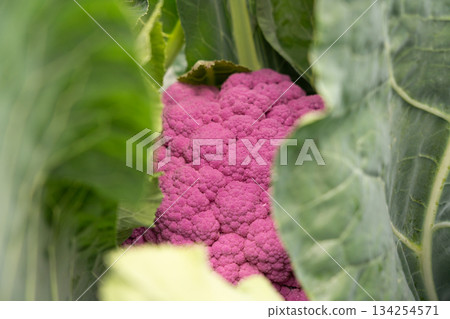 Purple cauliflower grown outdoors (October) in a home garden 134254571