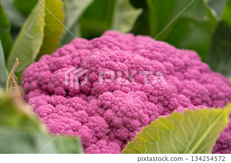 Purple cauliflower grown outdoors (October) in a home garden 134254572