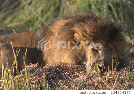 冬日午後，一頭獅子睡著了，眼睛微微睜開。 134254575