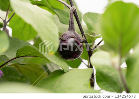 Small eggplants still growing (October) Home garden Small eggplants still growing (October) Home garden 134254578