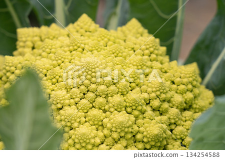 Romanesco grown outdoors (October) in a home garden Romanesco grown outdoors (October) in a home garden 134254588