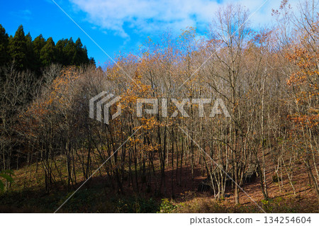Satoyama in late autumn Satoyama in late autumn 134254604