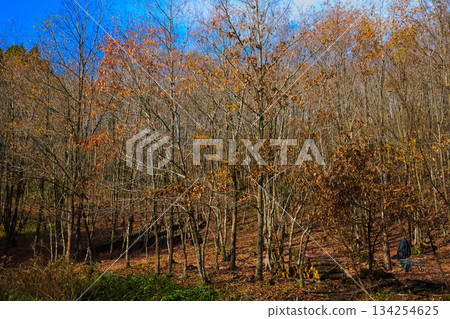 Satoyama in late autumn Satoyama in late autumn 134254625