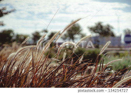 藍天白雲下紫葉狼尾草的特別照片,秋風吹拂下紅葉叢生的自然景觀 藍天白雲下紫葉狼尾草的特別照片,秋風吹拂下紅葉叢生的自然景觀 134254727