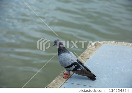 Pigeons feed food on the ground, focus selective 134254824
