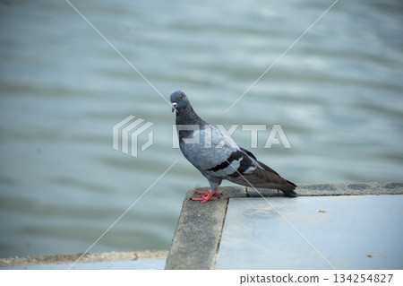 Pigeons feed food on the ground, focus selective 134254827