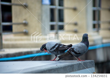 Pigeons feed food on the ground, focus selective 134254831