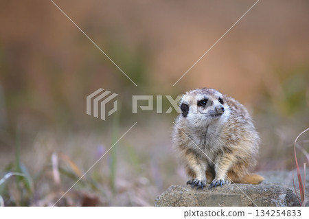 Meerkat standing guard on a block 134254833