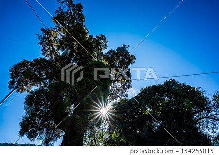 The large cedar tree of Mefugi [Isahaya City, Nagasaki Prefecture] 134255015