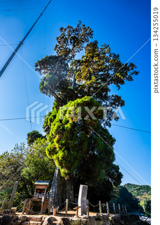 The large cedar tree of Mefugi [Isahaya City, Nagasaki Prefecture] 134255019