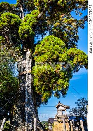 目風（長崎縣諫早市）的大雪松 134255021