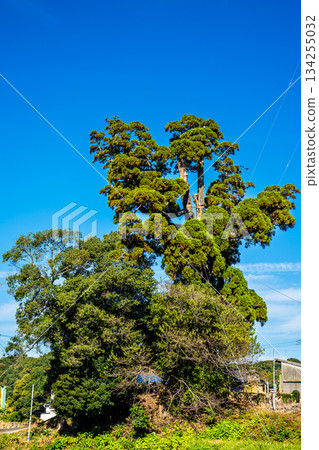 The large cedar tree of Mefugi [Isahaya City, Nagasaki Prefecture] 134255032