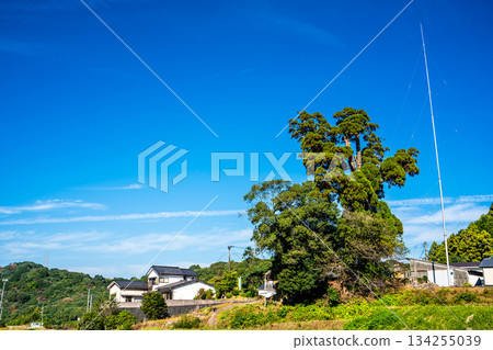 The large cedar tree of Mefugi [Isahaya City, Nagasaki Prefecture] 134255039