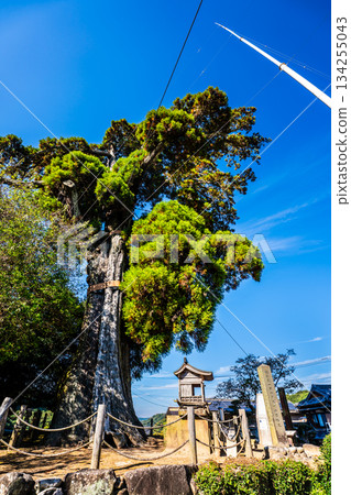 The large cedar tree of Mefugi [Isahaya City, Nagasaki Prefecture] 134255043