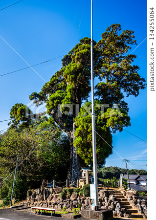 目風（長崎縣諫早市）的大雪松 134255064