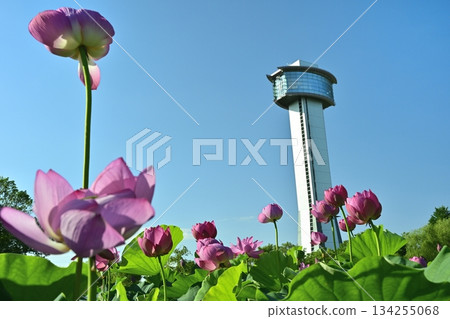 行田市古蓮花村瞭望塔和盛開的蓮花池 134255068