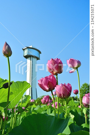 Gyoda City Ancient Lotus Village Observation Tower and Blooming Lotus Pond 134255071