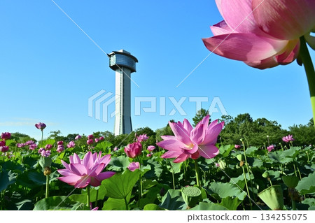 行田市古蓮花村瞭望塔和盛開的蓮花池 134255075