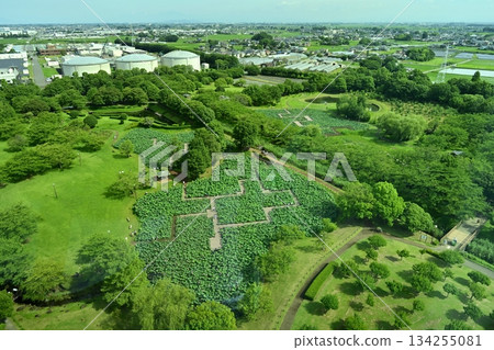 從行田市古蓮花村的瞭望塔上俯瞰蓮花池。 134255081