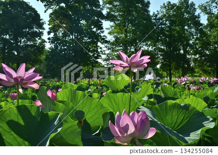 行田市古蓮花村的古蓮花 行田市古蓮花村的古蓮花 134255084