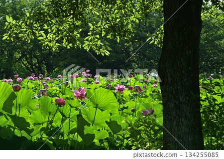 行田市古蓮花村的古蓮花 行田市古蓮花村的古蓮花 134255085