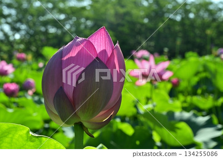 行田市古蓮花村的古蓮花 134255086