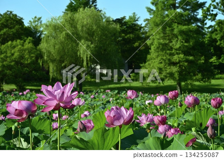 行田市古蓮花村的古蓮花 行田市古蓮花村的古蓮花 134255087