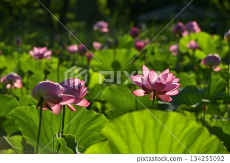 Ancient lotus flowers at Gyoda City Ancient Lotus Village Ancient lotus flowers at Gyoda City Ancient Lotus Village 134255092