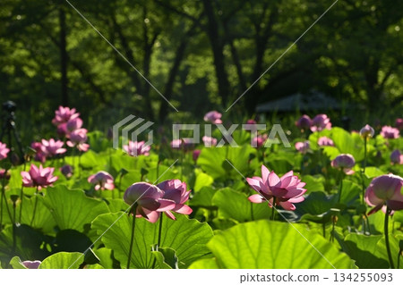 行田市古蓮花村的古蓮花 134255093