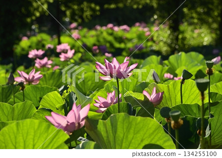 Ancient lotus flowers at Gyoda City Ancient Lotus Village 134255100