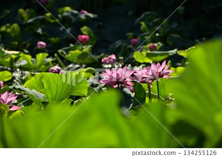 行田市古蓮花村的古蓮花 134255126