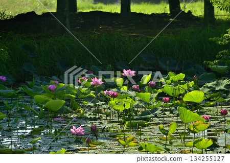行田市古蓮花村的古蓮花 134255127