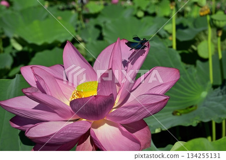 在行田市古蓮花村，一隻蜻蜓停在一朵古老的蓮花上。 134255131