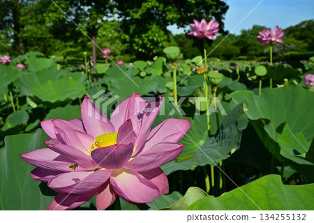 Dragonfly on an ancient lotus flower at the Ancient Lotus Village in Gyoda City Dragonfly on an ancient lotus flower at the Ancient Lotus Village in Gyoda City 134255132