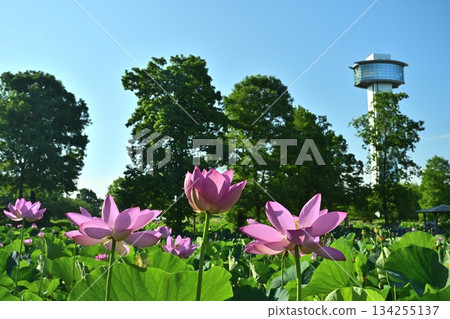 行田市古蓮花村瞭望塔和盛開的蓮花池 134255137