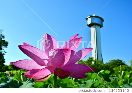 Gyoda City Ancient Lotus Village Observation Tower and Blooming Lotus Pond 134255140