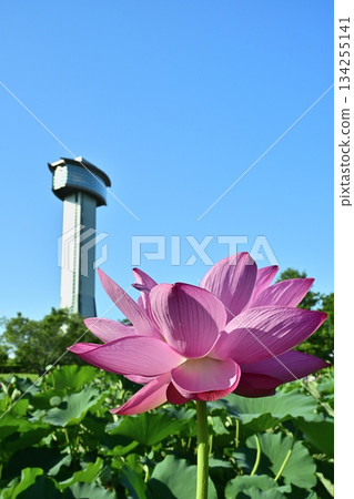 Gyoda City Ancient Lotus Village Observation Tower and Blooming Lotus Pond Gyoda City Ancient Lotus Village Observation Tower and Blooming Lotus Pond 134255141