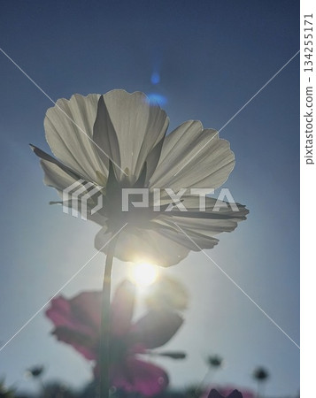 Cosmos pouring light Cosmos pouring light 134255171