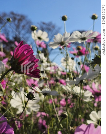 Cosmos shining in the blue sky 134255173