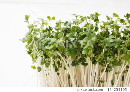 豆芽白底 134255195