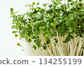 豆芽白底 134255199