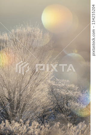 When the frost on the countryside sparkles in the morning sun (Hiruzen Plateau) When the frost on the countryside sparkles in the morning sun (Hiruzen Plateau) 134255204