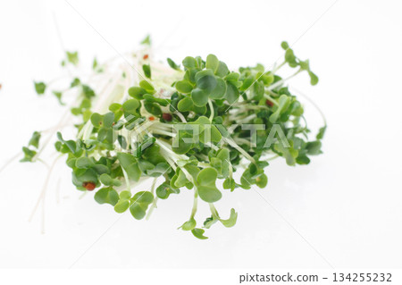 豆芽白底 134255232