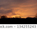 Golden Sunset Sky Over Dark Silhouette of Winter Forest and Bare Trees 134255243
